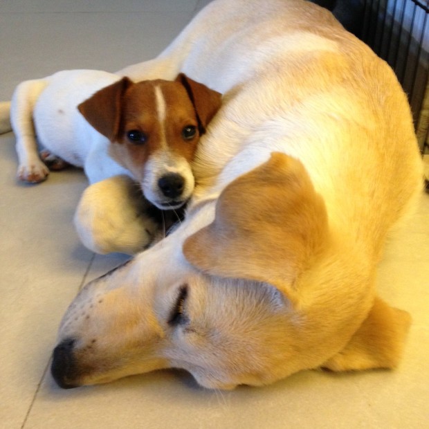 Max and Hero 3