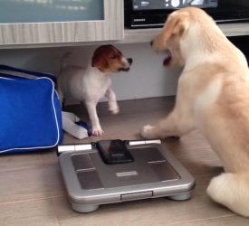 Good Vibes Friday! Puppies galore!