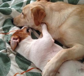 Of workspaces, devious adorable puppies, and more